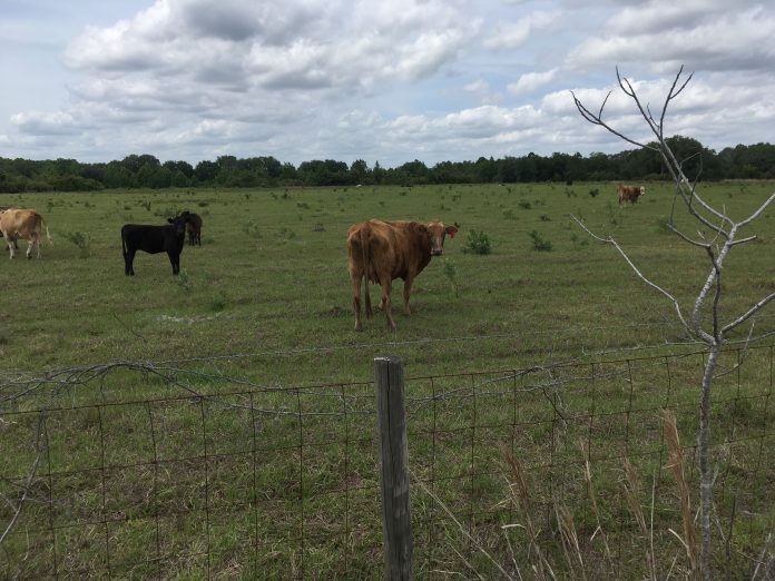 <p><p>HELLO - Cows scrutinize a vistor to their pasture along State Road 415 in Osteen. Census data count 3,514 residents in Osteen - at 39 per square mile. </p></p><p>BEACON PHOTO/AL EVERSON</p>