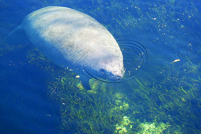 <p><p><strong>ON THE MOVE </strong>— At this time of year, manatees, like this one, are moving from their warm-water winter sanctuaries into waterways frequented by boats.</p></p><p>PHOTO COURTESY FWC</p>
