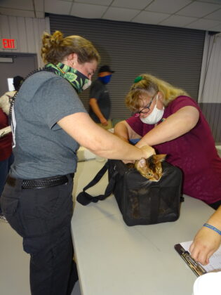 <p><p>Melia Richards and veterinary assistant Billie Garner with Volusia Animal Services quickly microchip a startled feline.</p></p><p></p>