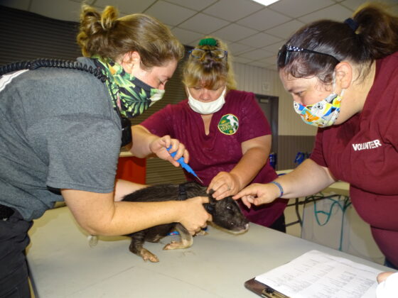 <p><p>Melia Richards and Billie Garner hold this little piggie for the microchip insertion, while animal services volunteer Brittany Schupp gives it a little love.</p></p><p></p>