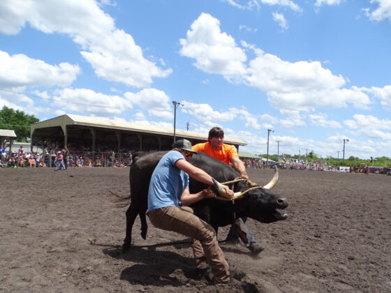 <p><p>Tucker Johnston and Derek Pell work to control a steer</p></p><p></p>
