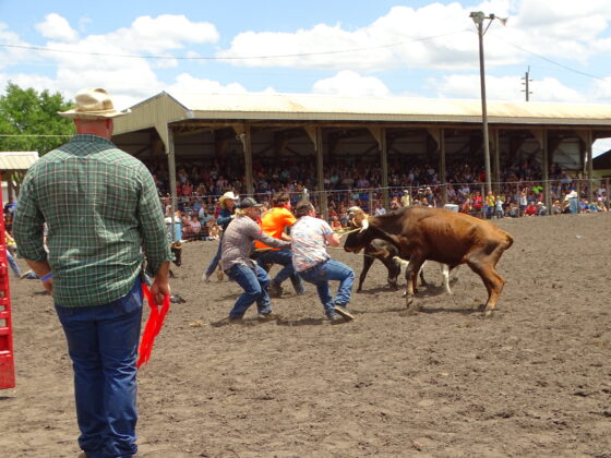 <p><p>The team roping competition</p></p><p></p>