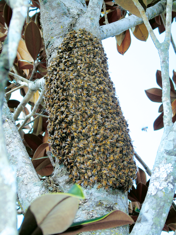 swarm of bees downtown deland
