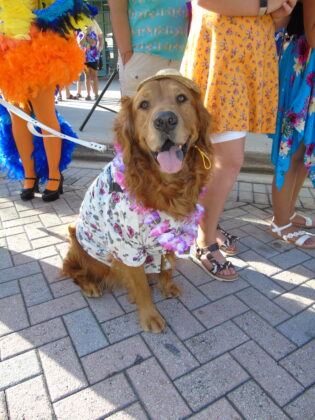 dog wearing snazzy outfit for tropical nights in deland