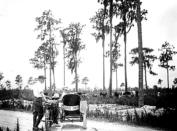 cattle volusia 1910