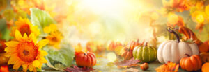 Festive autumn decor from pumpkins, flowers and fall leaves. Concept of Thanksgiving day or Halloween with copy space Adobe stock image
