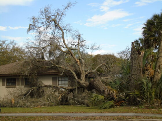 storm fallen tree